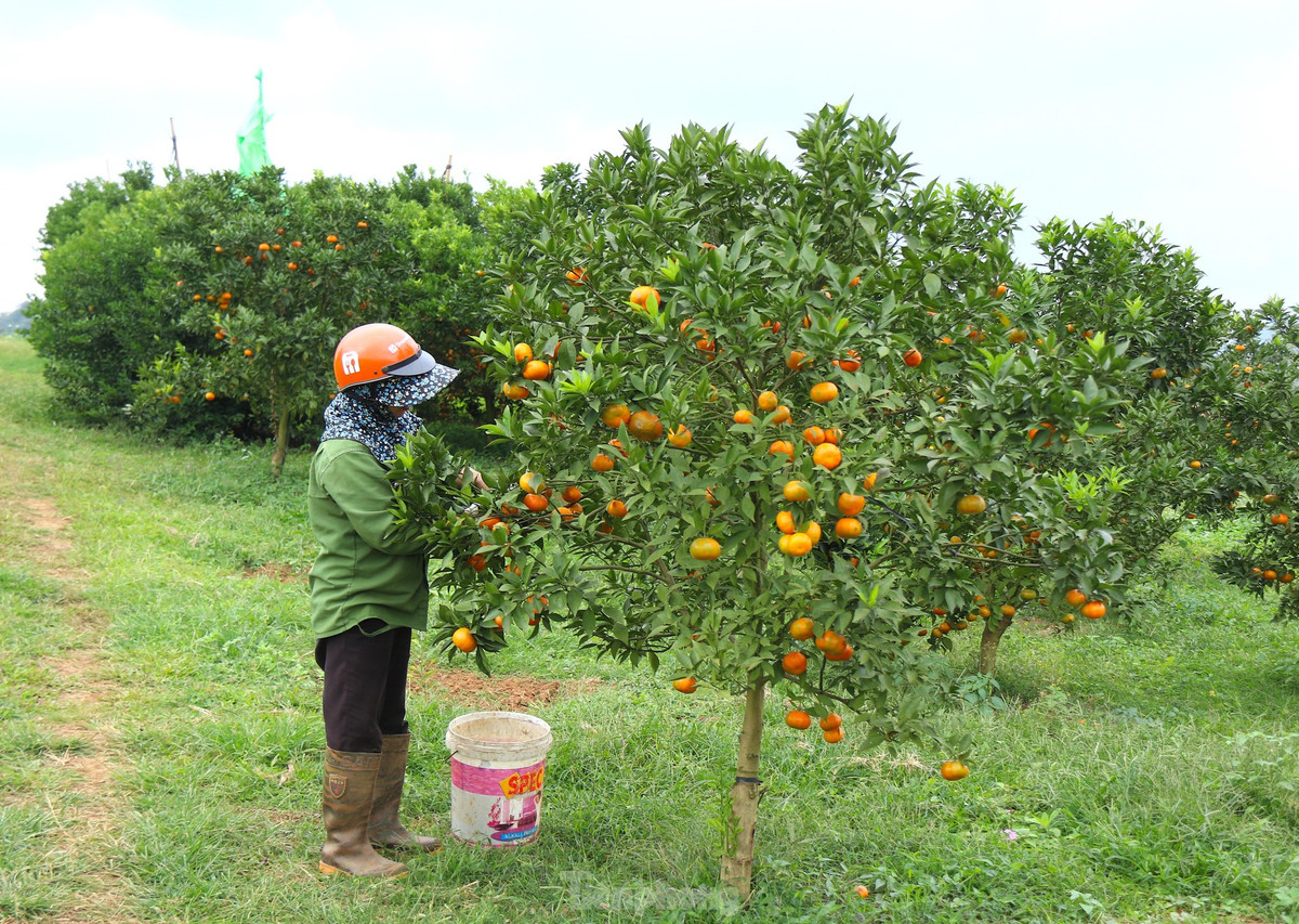 Nhanh tay cắt những quả cam đường canh chín mọng để kịp cho thương lái đến lấy, bà Trần Thị Quế (thị trấn Cao Phong, huyện Cao Phong) chia sẻ: "Nhà tôi trồng 3000m theo mô hình cam hữu cơ. Vì là năm đầu tiên trồng nên đây là lứa đầu, hiện tại đã thu khoảng 5 tấn. Trung bình với giá 40.000 - 65.000 đồng/kg, so với giá hàng năm thì cam được mùa, được giá. "Đầu mùa được giá, vườn cam của gia đình mới thu hoạch khoảng 2 tấn. Năm nay, sản lượng ổn, giá và thị trường ổn định nên người dân cũng đỡ nhọc nhằn", bà Quế bộc bạch.