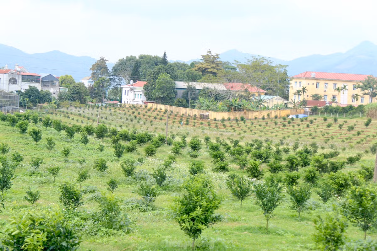 Mô hình cánh đồng mẫu về tái canh cây cam huyện cao phong được kỳ vọng sẽ là giải pháp để nâng cao hiệu quả kinh tế cho loại cây có múi này.