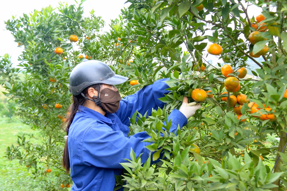 Mô hình áp dụng các giải pháp kỹ thuật xử lý, cải tạo đất, tạo quỹ đất an toàn phục vụ trồng tái canh cây cam. Các hộ tham gia được tập huấn về kỹ thuật xử lý đất, kỹ thuật trồng, chăm sóc và phòng bệnh, đảm bảo đầu ra chuẩn VietGAP cho sản phẩm.