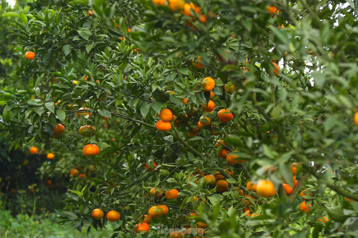 Hiện nay, tỉnh đang triển khai Mô hình cánh đồng mẫu tái canh cây cam tại huyện Cao Phong với quy mô 13,98 ha, với 32 hộ tự nguyện tham gia thực hiện mô hình.
