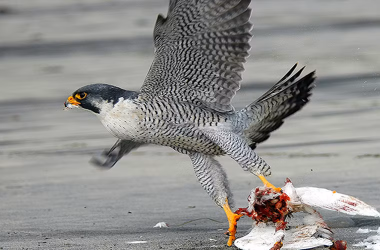 Ngoài mỏ, đôi chân đầy sức mạnh với những móng vuốt sắc nhọn cũng là vũ khí lợi hại của loài chim này.