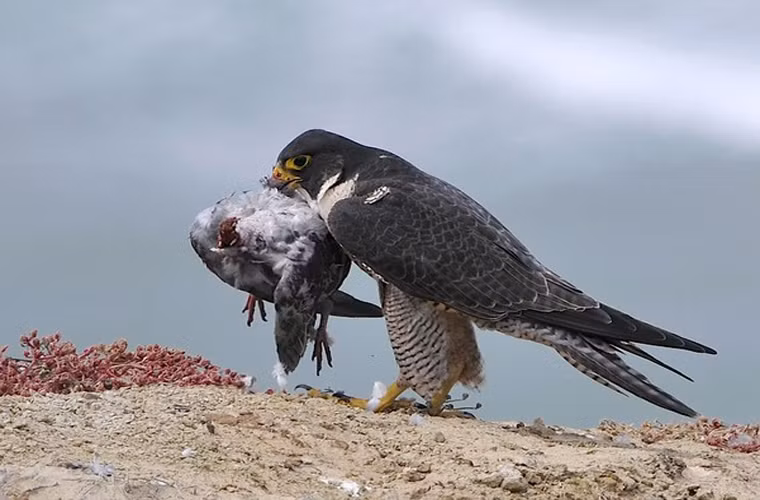 Chú chim tội nghiệp oằn mình đau đớn trước chiếc mỏ cứng như thép của chim ưng.