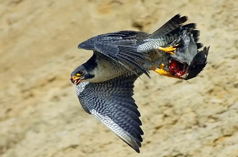 Con mồi của chim ưng đã bị tử thương.