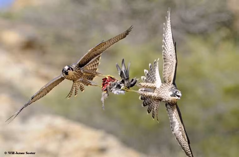 2 con chim ưng đang "xé nát" con mồi tội nghiệp.