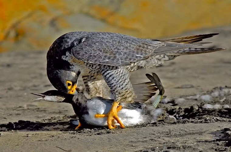 Chú vịt này sắp biến thành bữa ngon cho chim ưng.