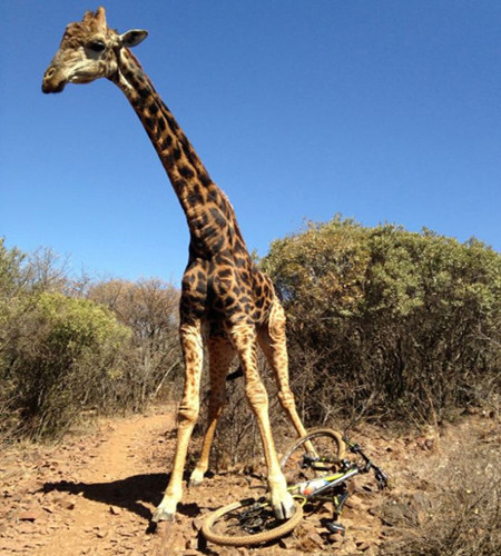 Nó dùng chân đập cong vành chiếc xe đạp thể thao leo núi trị giá hơn 3000 USD mà không hề tiếc…