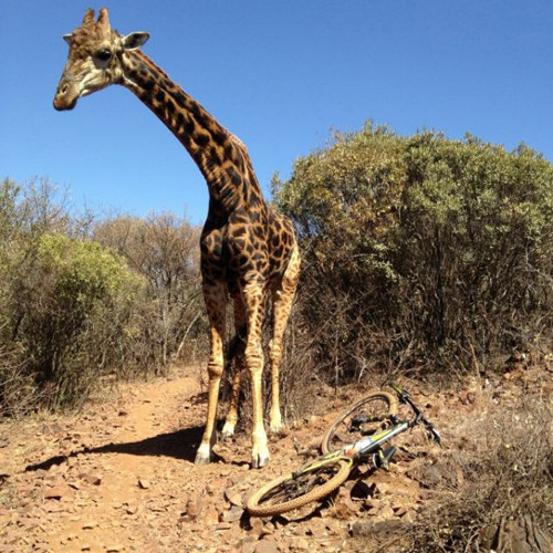 Sự quấy rầy của cả hai đã làm con hươu nóng mắt vô cùng…