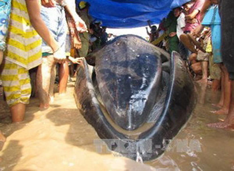 Người dân địa phương căng lều bạt che nắng cho cá voi.