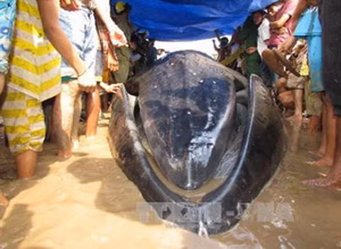 Người dân địa phương căng lều bạt che nắng cho cá voi.