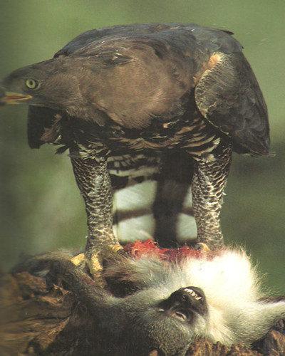 Chú khỉ này bị chết "tức tưởi" "dưới tay" đại bàng.