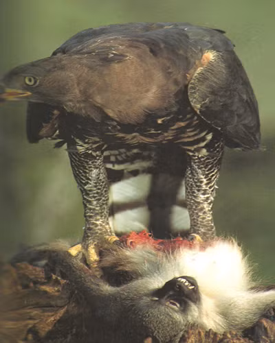 Chú khỉ này bị chết "tức tưởi" "dưới tay" đại bàng.