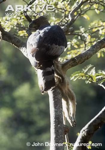 Chú khỉ tội nghiệp này đang ở trên cây cũng không thoát khỏi con mắt "cú vọ" của đại bàng.