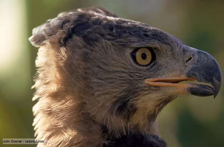 Đại bàng ẩn sĩ vương miện là một loài chim săn mồi ở phía đông và trung tâm Nam Mỹ. Đây là một loài chim ăn thịt lớn với chiều dài 73–79 cm, sải cánh dài 170–183 cm và trọng lượng trung bình 2,95 kg. Con trưởng thành gần như hoàn toàn màu xám, với một cái đuôi có dải màu đen và trắng. Con non có màu xám nâu trên lưng và nhạt màu ở phần đầu và phía dưới.