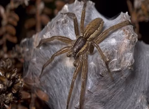 Các nàng nhện cái chọn bạn tình phụ thuộc vào quà mà anh chàng này mang tới.
