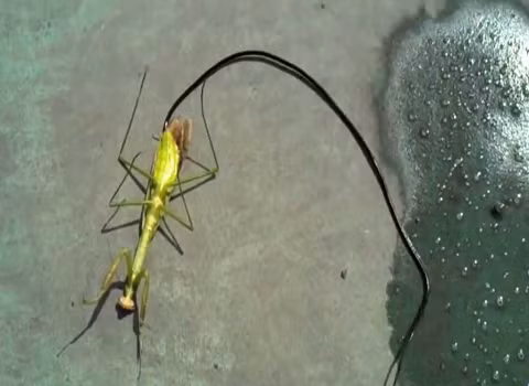 Con sán chui ra gần hết khỏi cơ thể bọ ngựa.