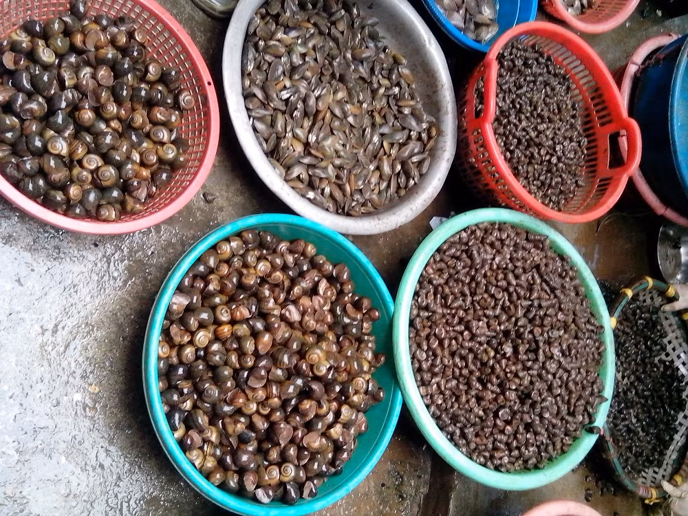 Các loại ốc do sống ở tầng đáy với nhiều lớp bùn đọng “ngấm” kim loại nặng nên tỷ lệ nhiễm cũng không hề nhỏ.