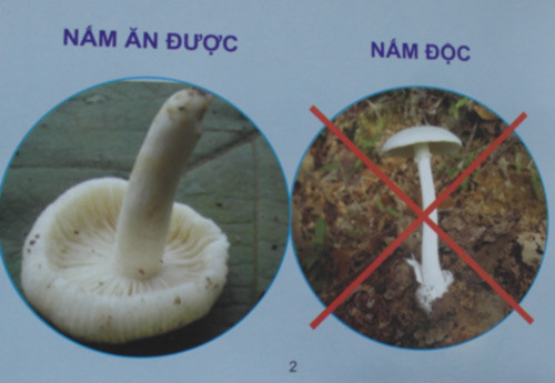 Cần tuyên truyền người dân không nên sử dụng nấm không rõ nguồn gốc. Nhất là nấm rừng