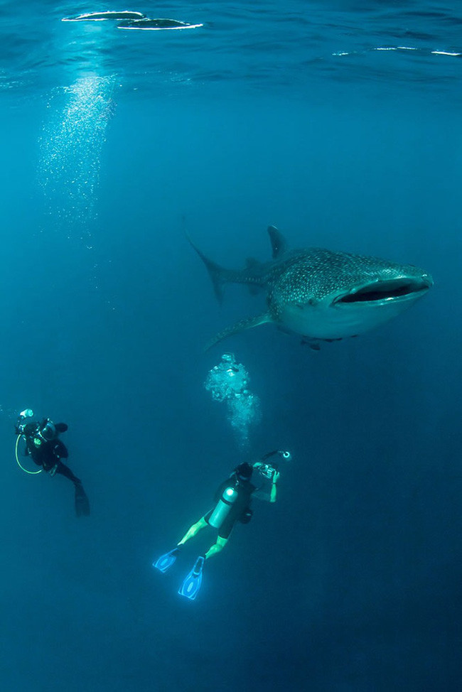 Tofo ở Mozambique là một trong những địa điểm tốt nhất để tìm cá mập voi. Những con cá khổng lồ này dài từ 4,5 đến 6 mét và là động vật ăn cỏ, tuy nhiên chúng được coi là cá mập chứ không phải cá voi. Lặn với những những chú cá khổng lồ này chắc chắn đứng đầu danh sách những trải nghiệm du lịch đáng nhớ nhất của bạn.