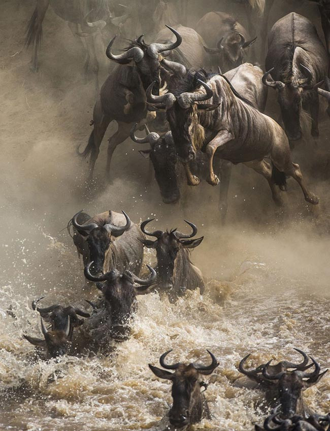 Mỗi năm, hơn một triệu linh dương đầu bò và hàng ngàn con ngựa vằn sẽ vượt qua Serengeti để tìm kiếm đồng cỏ xanh hơn. Cuộc hành trình kéo dài 6 tháng bắt đầu ở miền nam Serengeti và di chuyển đến Maasai Mara. Nếu tới đây vào đúng thời điểm, bạn sẽ được chứng kiến điều tuyệt diệu này.