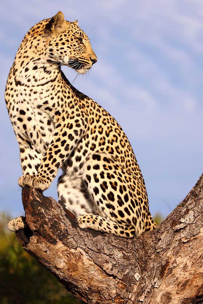 Khi đến thăm Vườn quốc gia Kruger ở Nam Phi, bạn sẽ được tận mắt nhìn thấy sư tử, báo, voi, tê giác và trâu. Vườn quốc gia Kruger mang tới một loạt các cảnh quan mà bạn có thể tha hồ lựa chọn. Các kiểm lâm viên đủ điều kiện sẽ hướng dẫn bạn đến những điểm tốt nhất.