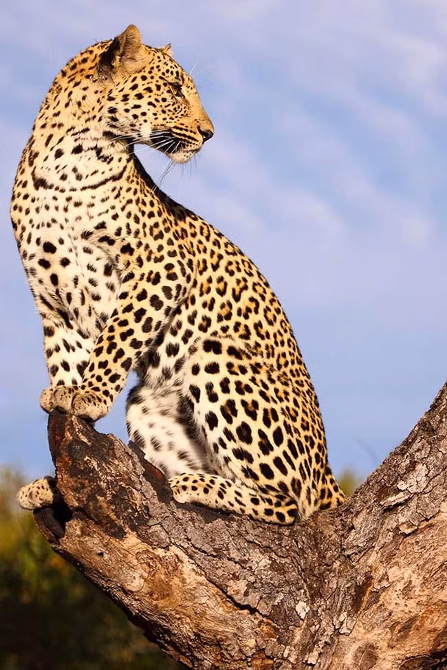 Khi đến thăm Vườn quốc gia Kruger ở Nam Phi, bạn sẽ được tận mắt nhìn thấy sư tử, báo, voi, tê giác và trâu. Vườn quốc gia Kruger mang tới một loạt các cảnh quan mà bạn có thể tha hồ lựa chọn. Các kiểm lâm viên đủ điều kiện sẽ hướng dẫn bạn đến những điểm tốt nhất.