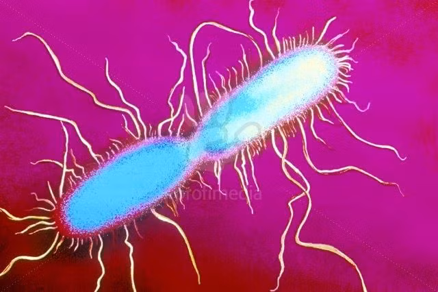 Dù vậy, các triệu chứng của bệnh Cocoliztli không giống với triệu chứng bệnh do vi khuẩn salmonella gây ra, nên quan điểm nên trên vẫn chưa được xác nhận, và "thủ phạm" thực vẫn chưa được đưa ra ánh sáng.