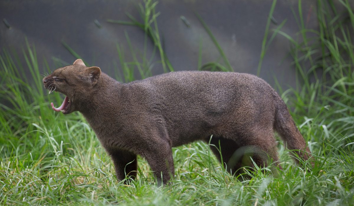Trong tự nhiên, loài mèo này sinh sống ở các sinh cảnh đa dạng, từ rừng mưa nhiệt đới và rừng rụng lá đến sa mạc và bụi gai. Chúng khá phổ biến ở Brazil, Peru và Venezuela, nhưng đã tuyệt chủng ở Mỹ. Ảnh: Hamerton Zoo Park.
