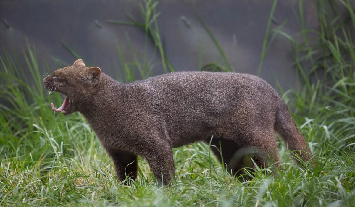 Trong tự nhiên, loài mèo này sinh sống ở các sinh cảnh đa dạng, từ rừng mưa nhiệt đới và rừng rụng lá đến sa mạc và bụi gai. Chúng khá phổ biến ở Brazil, Peru và Venezuela, nhưng đã tuyệt chủng ở Mỹ. Ảnh: Hamerton Zoo Park.