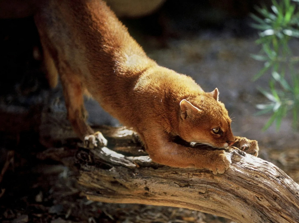 Màu lông của loài mèo này đồng nhất, tương tự như loài họ hàng gần nhất của nó là báo sư tử (Puma concolor), và khác biệt đáng kể so với các loài mèo khác ở châu Mỹ. Chúng có hai biến thể màu sắc là xám (phổ biến) và đỏ (hiếm gặp hơn). Ảnh: Animal Vogue.