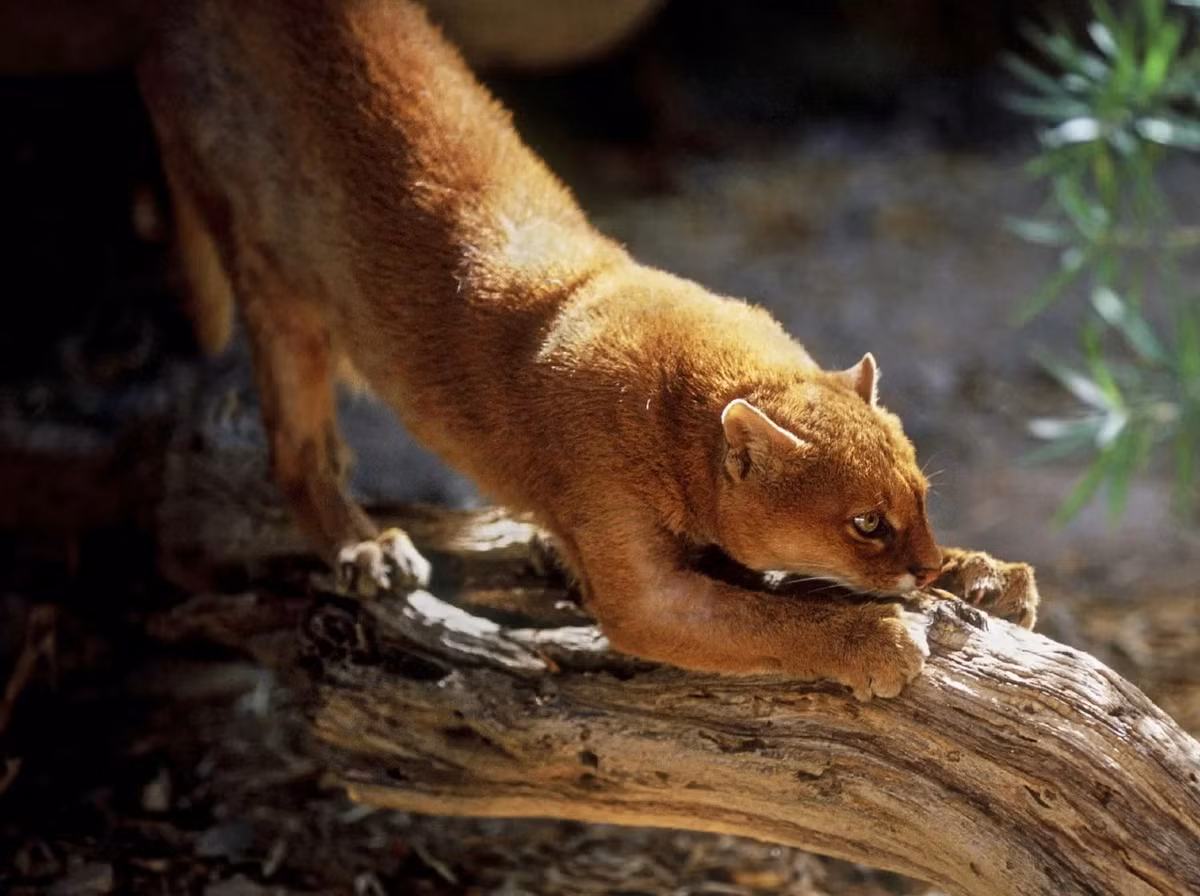 Màu lông của loài mèo này đồng nhất, tương tự như loài họ hàng gần nhất của nó là báo sư tử (Puma concolor), và khác biệt đáng kể so với các loài mèo khác ở châu Mỹ. Chúng có hai biến thể màu sắc là xám (phổ biến) và đỏ (hiếm gặp hơn). Ảnh: Animal Vogue.
