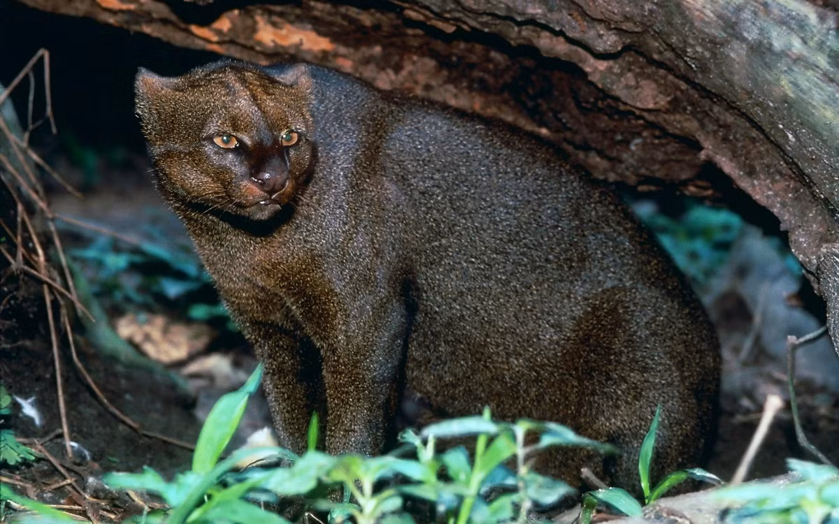Phạm vi sinh sống của loài mèo này kéo dài từ trung tâm Argentina ở phía Nam đến biên giới Mỹ - Mexico ở phía Bắc, qua Trung và Nam Mỹ ở phía Đông dãy Andes. Ảnh: Texas Monthly.