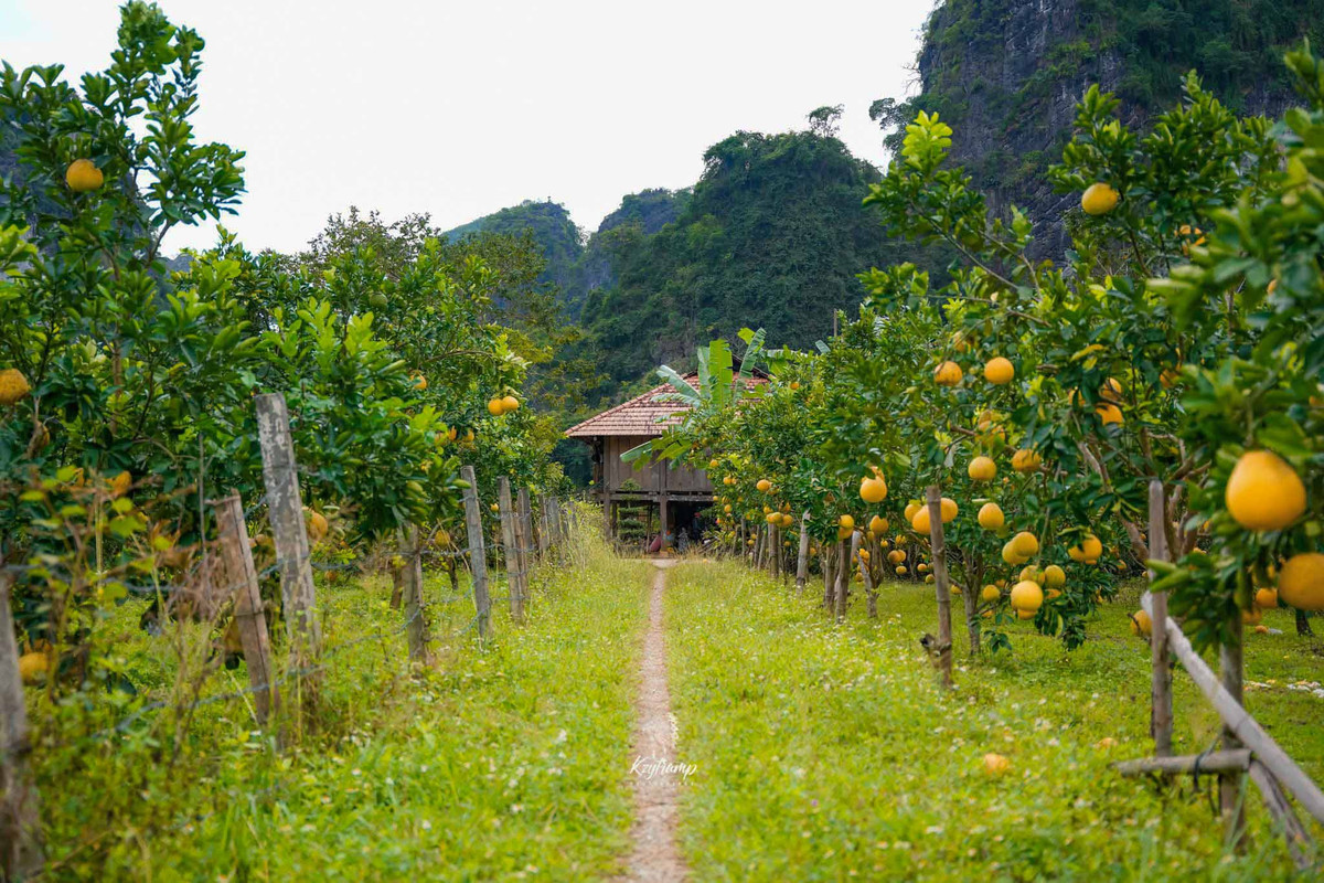 Ghé thăm nơi đây những ngày đầu năm 2023, du khách có cơ hội tham quan và chụp hình “sống ảo” với những vườn bưởi diễn đang vào mùa thu hoạch, quả chín vàng ươm, tỏa mùi thơm nức mũi.