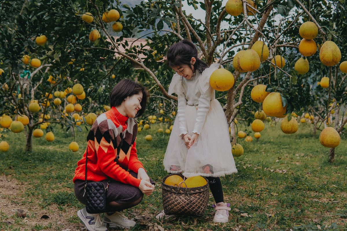 Mùa bưởi thường kéo dài đến hết Tết Âm lịch nên du khách tới Yên Thịnh vào đầu năm mới có thể thoải mái tham quan và check-in với những vườn bưởi diễn đẹp, thơm nức nơi đây.