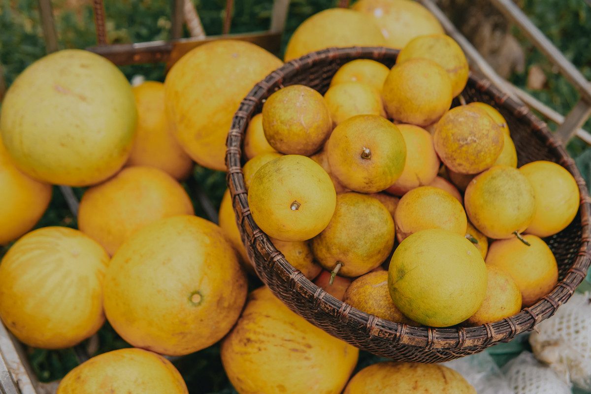 Mỗi quả bưởi chín vàng được xem như thành quả lao động đáng trân quý của bà con sau một năm dày công chăm sóc. Những quả bưởi ấy cũng góp phần mang lại nguồn thu nhập ổn định cho người dân và thúc đẩy việc phát triển du lịch nông nghiệp tại địa phương.