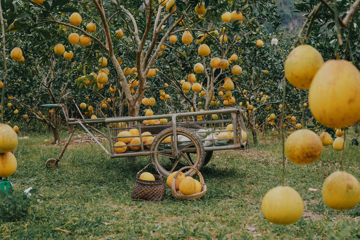 Anh Hùng Vĩ, một nhiếp ảnh gia tại địa phương cho biết, tại khu vực xã Yên Thịnh có khá nhiều vườn bưởi diễn, quy mô rộng với hàng nghìn cây có tuổi đời khoảng 10 năm. Tùy mỗi vườn sẽ miễn phí cho khách tham quan hoặc thu vé 20.000 đồng/vé/người lớn và miễn phí cho trẻ em.