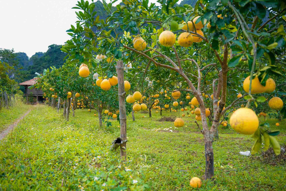 Bưởi diễn ở đây bắt đầu ra trái từ khoảng tháng 8, tháng 9 nhưng thời điểm chính vụ thu hoạch bưởi là từ giữa đến cuối tháng 12 hàng năm.