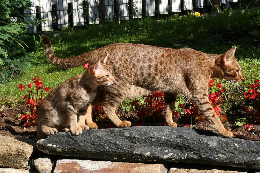 Dù mang vẻ ngoài độc đáo khác lạ nhưng mèo Ocicat lại rất dễ nuôi và không đòi hỏi phải chăm sóc đặc biệt. Chế độ ăn của chúng cũng giống như bất kỳ chú mèo nhà khác và bộ lông ngắn của chúng thỉnh thoảng mới cần tắm táp và chải chuốt.
