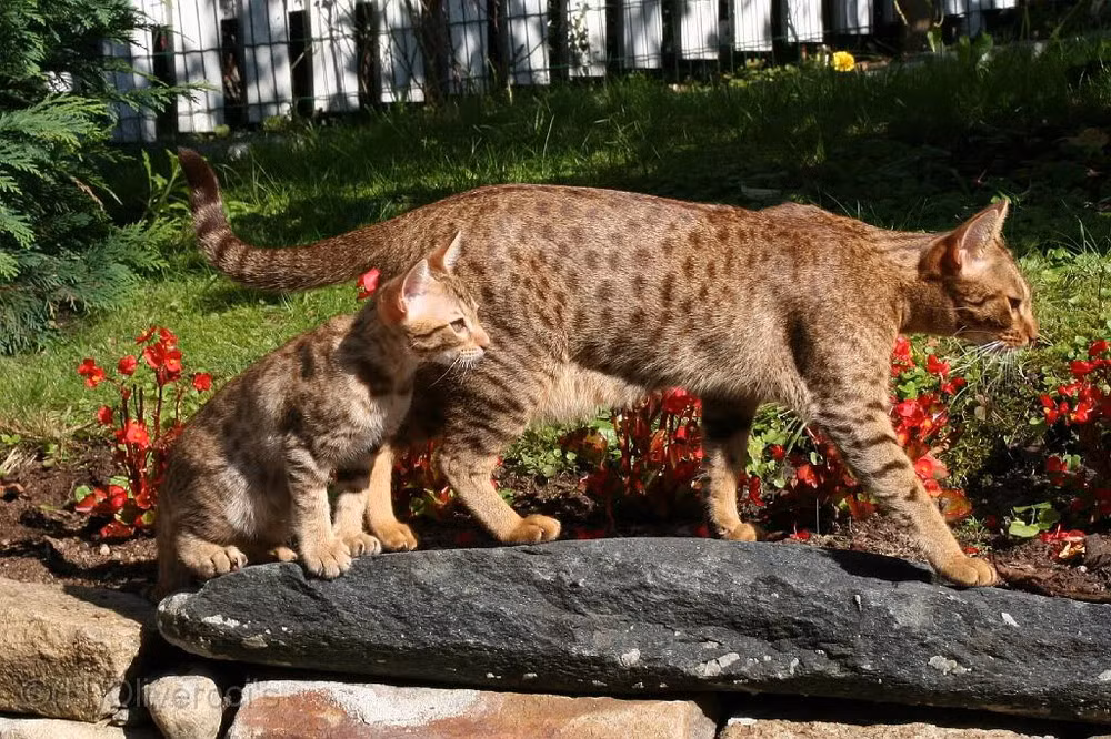 Dù mang vẻ ngoài độc đáo khác lạ nhưng mèo Ocicat lại rất dễ nuôi và không đòi hỏi phải chăm sóc đặc biệt. Chế độ ăn của chúng cũng giống như bất kỳ chú mèo nhà khác và bộ lông ngắn của chúng thỉnh thoảng mới cần tắm táp và chải chuốt.