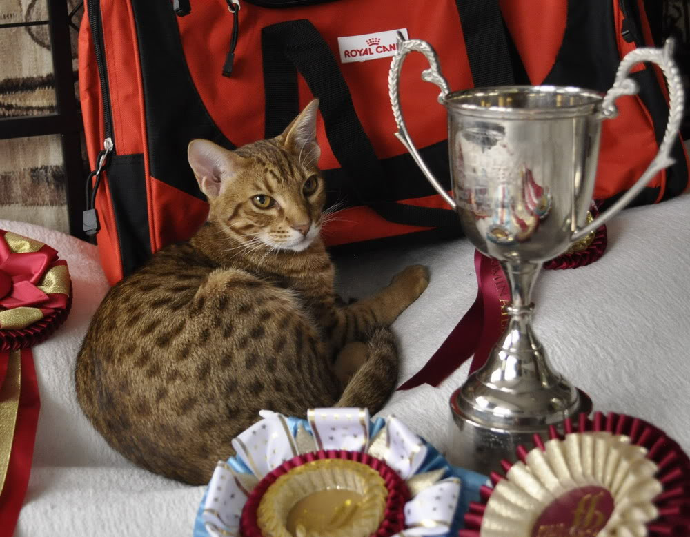 Trên thị trường quốc tế, mèo Ocicat có giá trung bình 800 đến 1.200 USD cho mỗi con non. Đây là mức giá trung bình trong số các giống mèo nhà được ưa chuộng rộng rãi. Mời quý độc giả xem video: Ý nghĩa những phong tục ngày Tết Việt | VTC1.