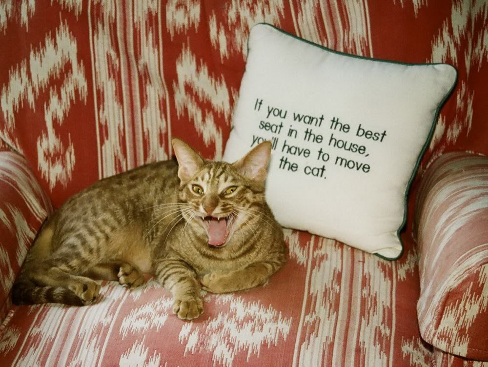 Ocicat được công nhận là một giống mèo chính thức vào thập niên 1980. Hiện nay chúng xuất hiện ở rất nhiều show trình diễn, và đã được xuất sang nhiều quốc gia khác.