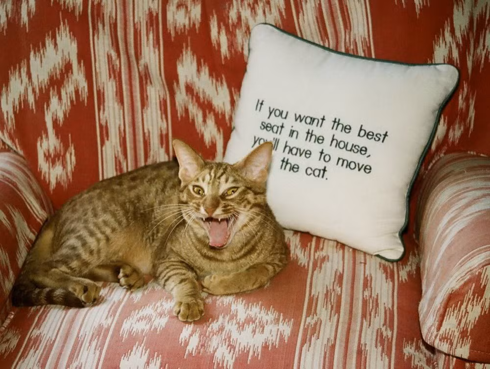 Ocicat được công nhận là một giống mèo chính thức vào thập niên 1980. Hiện nay chúng xuất hiện ở rất nhiều show trình diễn, và đã được xuất sang nhiều quốc gia khác.