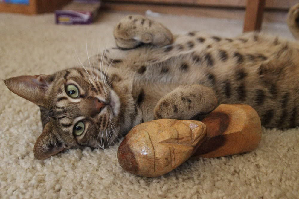 Một chú mèo Ocicat lý tưởng có cơ thể rắn rỏi với bộ lông ngắn bóng mượt, toát lên một vẻ đẹp rực rỡ như vải satanh. Khác với giống mèo Belgal, mèo Ocicat hoàn toàn không mang nguồn gen hoang dã trong người.