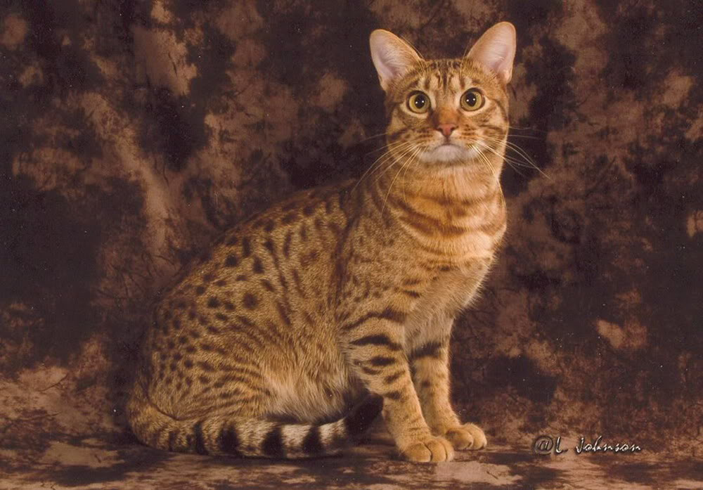 Độc đáo giống mèo nhà mang bộ lông như mèo rừng Doc dao giong meo nha mang bo long nhu meo rung