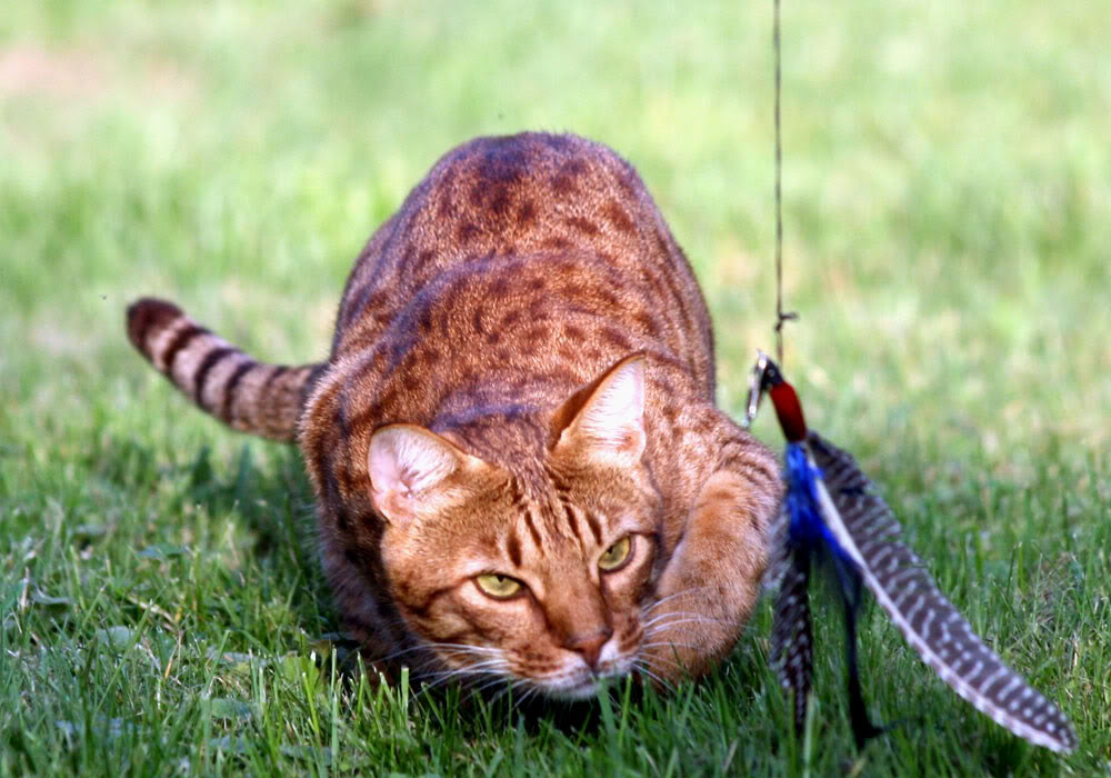 Chúng ít khi gặp phải những vấn đề đặc biệt về sức khỏe và nền tảng gen rõ ràng đã cho chúng sức mạnh thể chất cực kỳ bền bỉ.