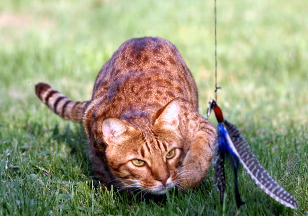 Chúng ít khi gặp phải những vấn đề đặc biệt về sức khỏe và nền tảng gen rõ ràng đã cho chúng sức mạnh thể chất cực kỳ bền bỉ.