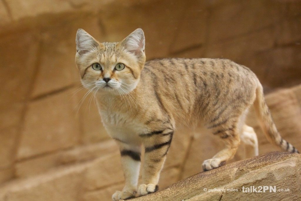  Mèo cát (Felis margarita). Kích thước: Dài 23-31 cm. Vùng phân bố: Sa mạc Bắc Phi. Tình trạng bảo tồn: Ít quan tâm.