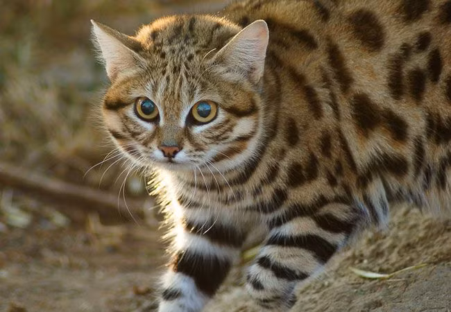  Mèo chân đen (Felis nigripes). Kích thước: Dài 36-52 cm. Vùng phân bố: Phía Nam châu Phi. Tình trạng bảo tồn: Nguy cấp. Mời quý độc giả xem video: Ý nghĩa những phong tục ngày Tết Việt | VTC1.