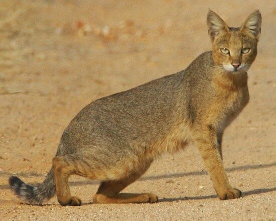  Mèo ri (Felis chaus). Kích thước: Dài 61-85 cm. Vùng phân bố: Ai Cập. Tình trạng bảo tồn: Ít quan tâm.