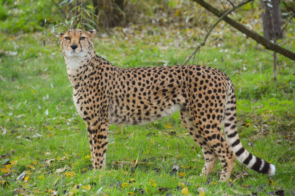  Báo ghê-pa (Acinonyx jubatus). Kích thước: Dài 1,2-1,5 mét. Vùng phân bố: Sinh sống tại các vùng đồng cỏ rải rác khắp châu Phi. Tình trạng bảo tồn: Sắp nguy cấp.