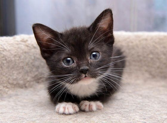 Nói đoạn cảm ơn cô chủ vì bữa ăn và thản nhiên bước đi để lại cô chủ ngượng chín cả mặt. Mời quý độc giả xem video: Ý nghĩa những phong tục ngày Tết Việt | VTC1.